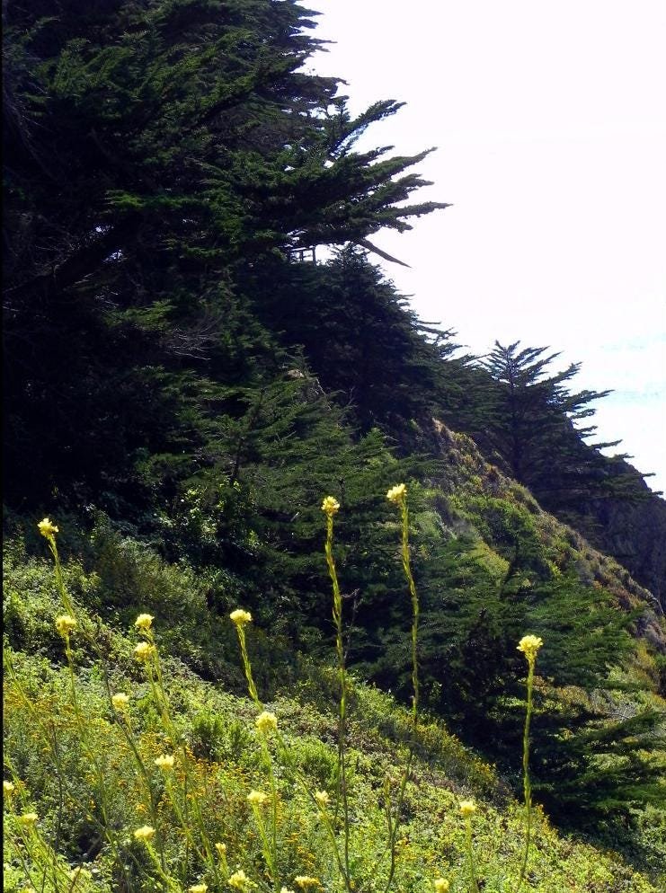 Big Sur California Photo Note Cards